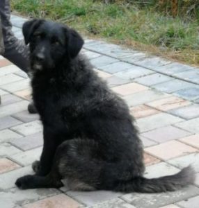 Miro a black Romanian rescue dog | 1 Dog at a Time Rescue UK