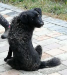 Miro a black Romanian rescue dog | 1 Dog at a Time Rescue UK