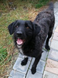 Miro a black Romanian rescue dog | 1 Dog at a Time Rescue UK