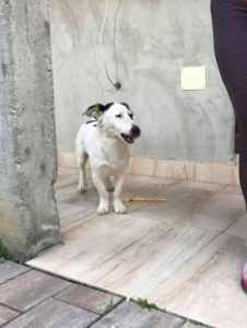 Monte a black and white Romanian rescue dog | 1 Dog at a Time Rescue UK