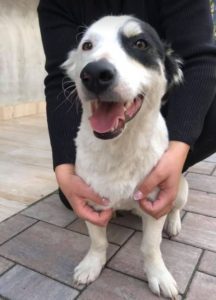 Monte a black and white Romanian rescue dog | 1 Dog at a Time Rescue UK