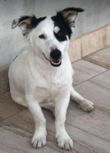 Monte a black and white Romanian rescue dog | 1 Dog at a Time Rescue UK