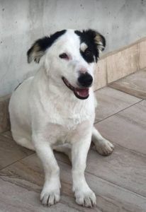 Monte a black and white Romanian rescue dog | 1 Dog at a Time Rescue UK