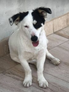 Monte a black and white Romanian rescue dog | 1 Dog at a Time Rescue UK