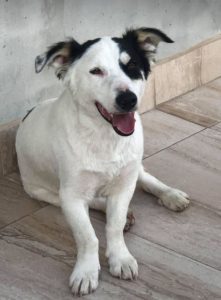 Monte a black and white Romanian rescue dog | 1 Dog at a Time Rescue UK