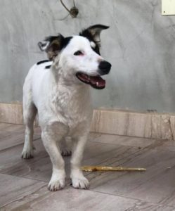 Monte a black and white Romanian rescue dog | 1 Dog at a Time Rescue UK