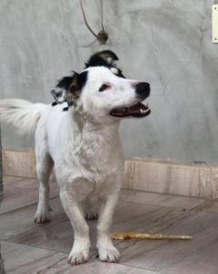 Monte a black and white Romanian rescue dog | 1 Dog at a Time Rescue UK