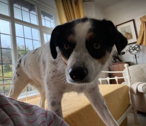 Murray a black and white Romanian rescue dog | 1 Dog at a Time Rescue Uk