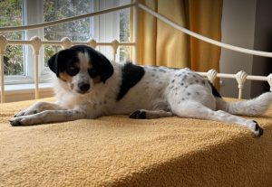 Murray a black and white Romanian rescue dog | 1 Dog at a Time Rescue Uk