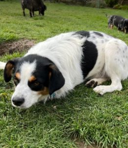 Murray a black and white Romanian rescue dog | 1 Dog at a Time Rescue Uk