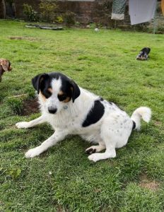 Murray a black and white Romanian rescue dog | 1 Dog at a Time Rescue Uk