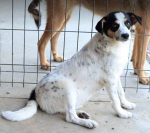 Murray a black and white Romanian rescue dog | 1 Dog at a Time Rescue Uk