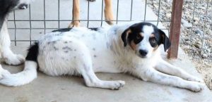 Murray a black and white Romanian rescue dog | 1 Dog at a Time Rescue Uk