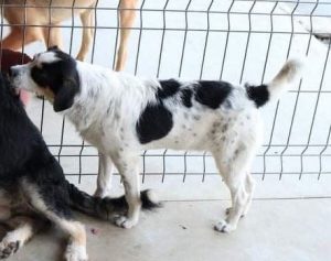 Murray a black and white Romanian rescue dog | 1 Dog at a Time Rescue Uk