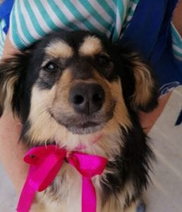 Penny a black and tan Romanian rescue dog | 1 Dog at a Time Rescue UK