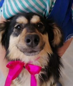 Penny a black and tan Romanian rescue dog | 1 Dog at a Time Rescue UK
