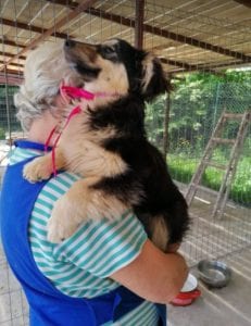 Penny a black and tan Romanian rescue dog | 1 Dog at a Time Rescue UK