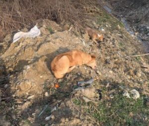 Polly a tan Romanian rescue dog 4_1 Dog at a Time Rescue UK