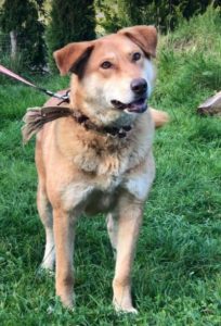 Polly a tan Romanian rescue dog | 1 Dog at a Time Rescue UK