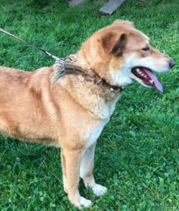 Polly a tan Romanian rescue dog | 1 Dog at a Time Rescue UK