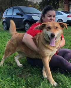 Polly a tan Romanian rescue dog | 1 Dog at a Time Rescue UK