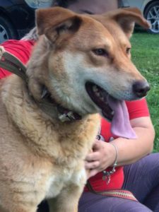 Polly a tan Romanian rescue dog | 1 Dog at a Time Rescue UK