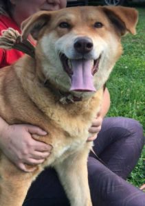 Polly a tan Romanian rescue dog | 1 Dog at a Time Rescue UK