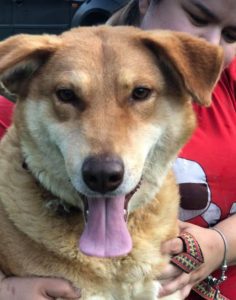 Polly a tan Romanian rescue dog | 1 Dog at a Time Rescue UK