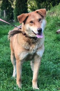Polly a tan Romanian rescue dog | 1 Dog at a Time Rescue UK