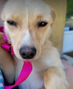 Poppy a faun coloured Romanian rescue dog | 1 Dog at a Time Rescue UK