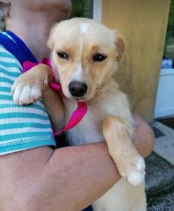 Poppy a faun coloured Romanian rescue dog | 1 Dog at a Time Rescue UK