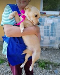 Poppy a faun coloured Romanian rescue dog | 1 Dog at a Time Rescue UK