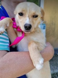 Poppy a faun coloured Romanian rescue dog | 1 Dog at a Time Rescue UK