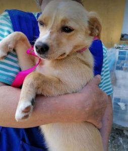 Poppy a faun coloured Romanian rescue dog | 1 Dog at a Time Rescue UK