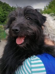Rex a black Romanian rescue dog | 1 Dog at a Time Rescue UK