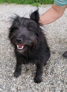 Rex a black Romanian rescue dog | 1 Dog at a Time Rescue UK