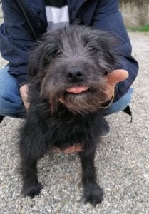 Rex a black Romanian rescue dog | 1 Dog at a Time Rescue UK