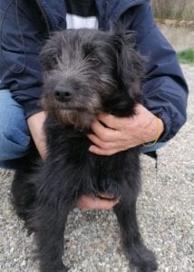 Rex a black Romanian rescue dog | 1 Dog at a Time Rescue UK