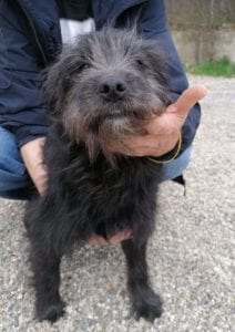 Rex a black Romanian rescue dog | 1 Dog at a Time Rescue UK