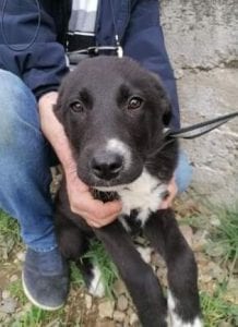 Rosa a black and white Romanian rescue dog | 1 Dog at a Time Rescue UK