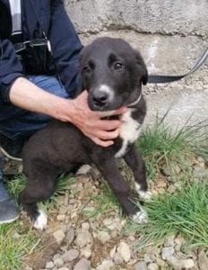 Rosa a black and white Romanian rescue dog | 1 Dog at a Time Rescue UK