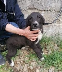 Rosa a black and white Romanian rescue dog | 1 Dog at a Time Rescue UK