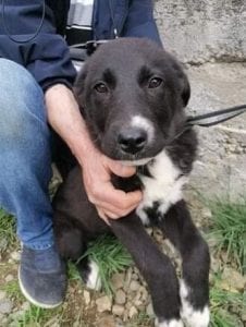 Rosa a black and white Romanian rescue dog | 1 Dog at a Time Rescue UK