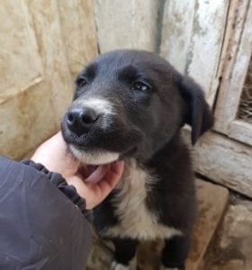 Rosa a black and white Romanian rescue dog | 1 Dog at a Time Rescue UK