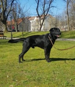 Rufus a black Romanian rescue dog | 1 Dog at a Time Rescue UK