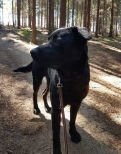 Rufus a black Romanian rescue dog | 1 Dog at a Time Rescue UK