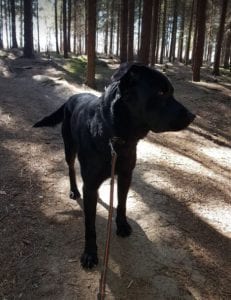 Rufus a black Romanian rescue dog | 1 Dog at a Time Rescue UK