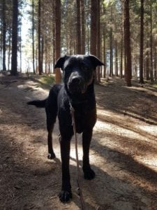 Rufus a black Romanian rescue dog | 1 Dog at a Time Rescue UK