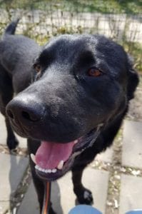 Rufus a black Romanian rescue dog | 1 Dog at a Time Rescue UK