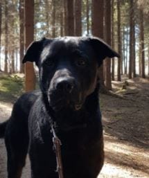 Rufus a black Romanian rescue dog | 1 Dog at a Time Rescue UK